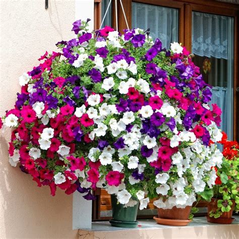 Petunia Assorted Colours 10" (Hanging Baskets) - Hello Hello Plants