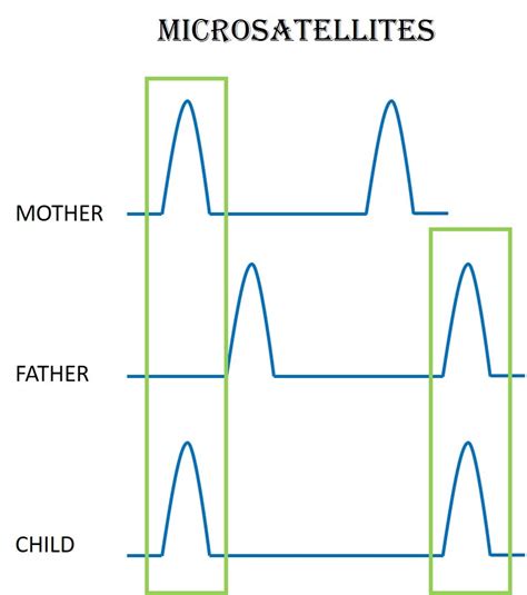 What is fragment analysis? | Macrogen Europe