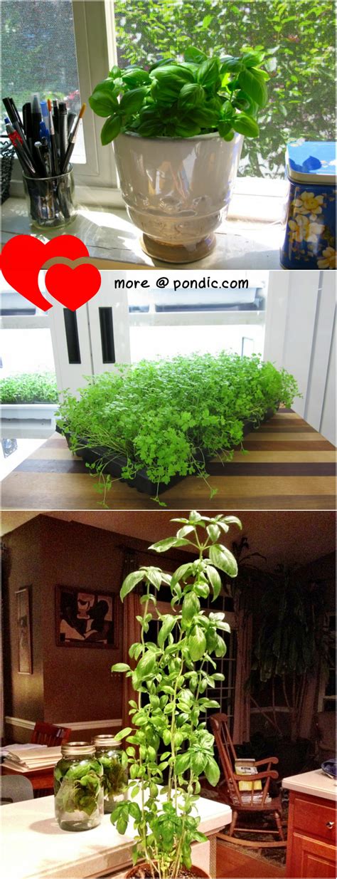 Indoor Herb Garden Ideas: 10 Herbs You Can Grow Indoor Year Round - Pondic