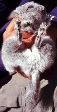 Short-tailed chinchilla - Wikipedia