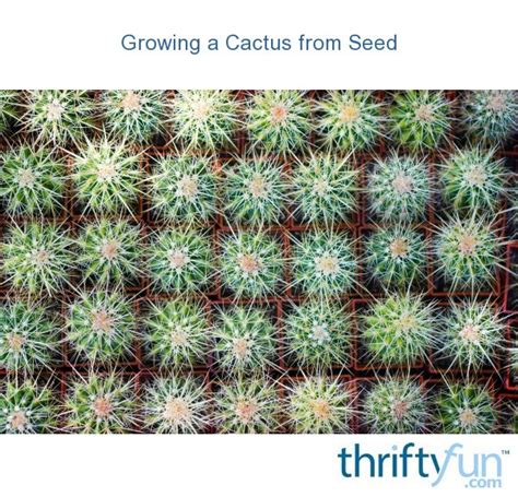 Growing a Cactus from Seed | ThriftyFun