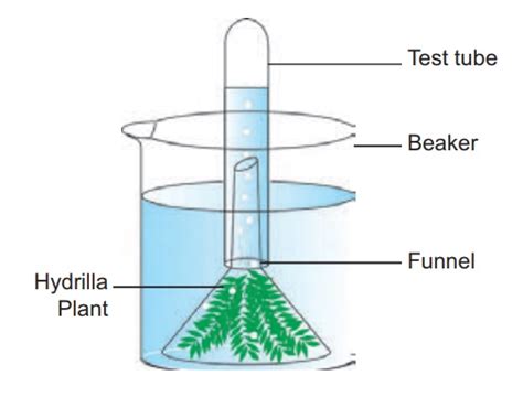 Photosynthesis-Test tube and Funnel Experiment (Demonstration) - Bio-Botany Laboratory Practical ...