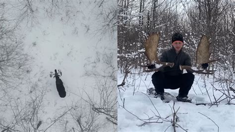 moose: WATCH: Video of moose shedding antlers captured by drone leaves ...