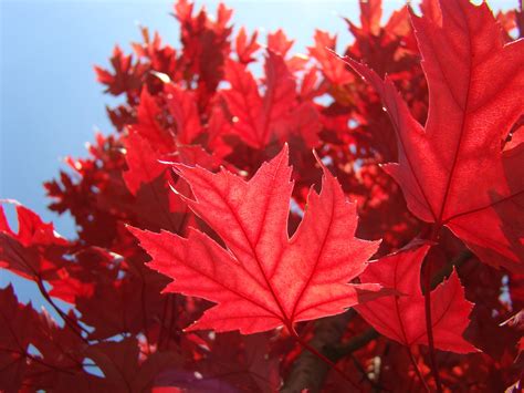 Red Autumn Leaves Art Prints Sunlit Fall Tree Leaf Baslee Tr, Other for sale by ...