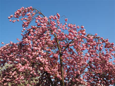 Free Images : tree, branch, sky, leaf, flower, bloom, food, spring, produce, pink, flora, season ...