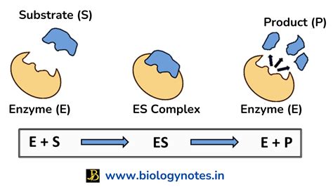 Enzyme Specificity - Definition, Types, Examples and Importance ...