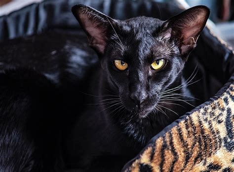 60+ Free Oriental Cat & Oriental Shorthair Images - Pixabay