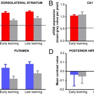 Dorsolateral striatum (ventral anterior subdivision displayed in human;... | Download Scientific ...