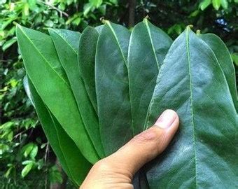 200 Guyabano / Soursop / Graviola Dried Leaves TEA