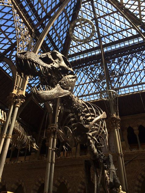 T-Rex at the Museum of Natural History, Oxford (With images) | Paleontology, The good dinosaur ...