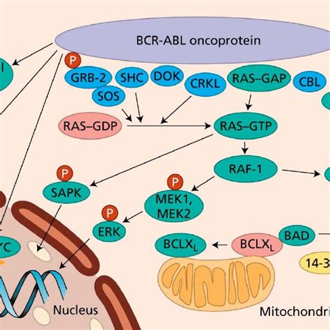 Mode of action of imatinib. The phosphorylation of a substrate is shown... | Download Scientific ...