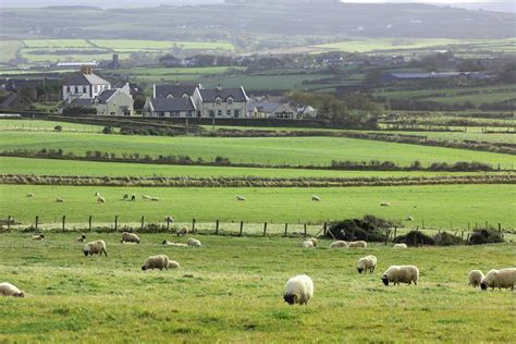 Strain of Rumen Fluke found on Irish sheep farm for the first time ...