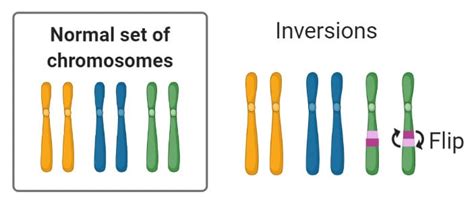 Chromosomal Mutation: Causes, Mechanism, Types, Examples