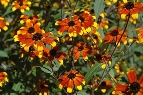 Rudbeckia Varieties - Black Eyed Susan Flowers