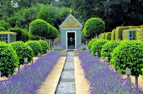 lavender | Garden design images, Garden design, Growing lavender