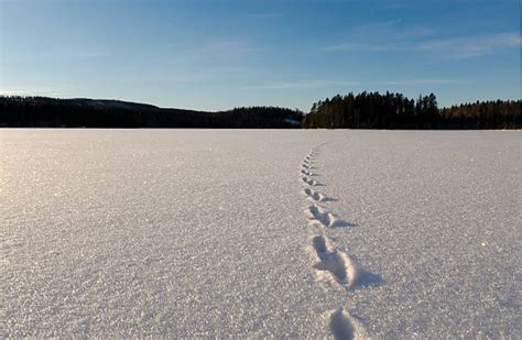 Marder Spuren - Bilder und Stockfotos - iStock