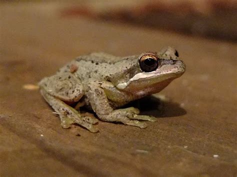 Southern Brown Tree Frog | Tree frogs, Frog, Australian wildlife