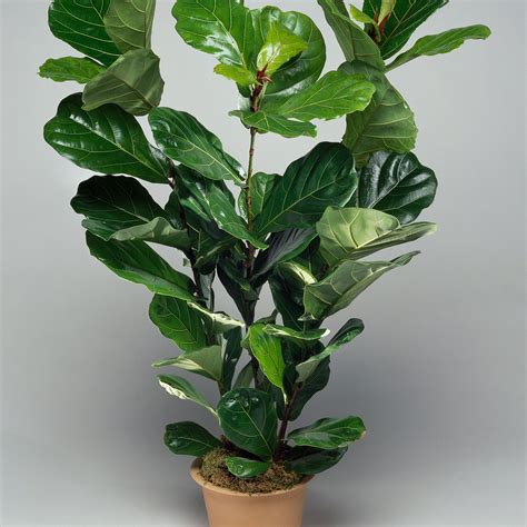 Fiddleleaf fig (Ficus lyrata) | Indoor plants low light, Cool plants ...