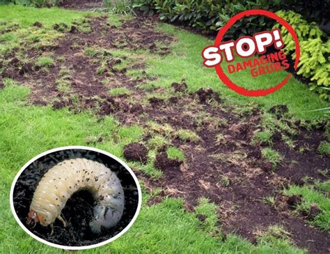 How To Reseed A Lawn Following Grub Damage