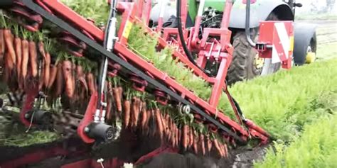 This Viral Video Explains How Carrots are Harvested and It's Mesmerizing