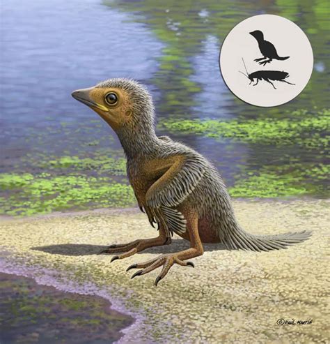 Baby bird proves big deal to palaeontologists - Science and Engineering