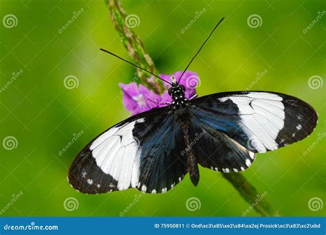 Butterfly Heliconius Cydno Galanthus in Nature Habitat. Nice Insect from Costa Rica in the Green ...