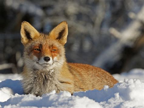 De wereld door mijn lenzen: Vos in de verse sneeuw