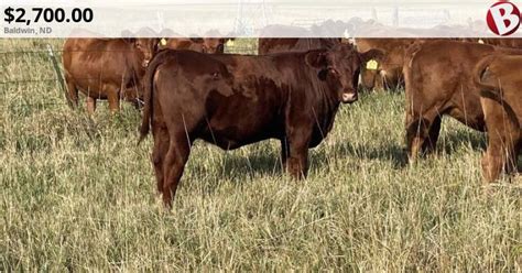 Red Angus Bred Heifers | Baldwin, ND