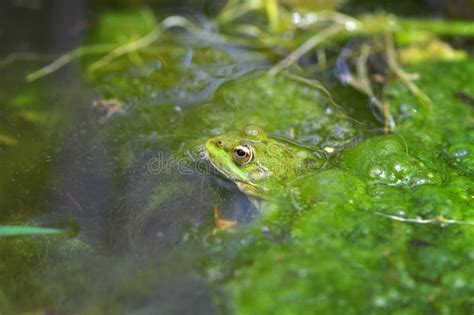 Macro Shot Of A Green Frog In The Swamp Stock Photo - Image of climate ...