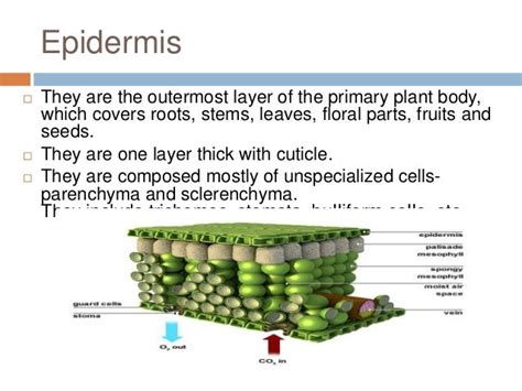 Function Of Epidermis In Plants - Plant Ideas