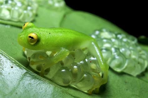 The Forests of Trinidad and Tobago Come Alive at Night - Cari-Bois ...