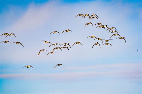 ROCKPORT TEXAS DUCK HUNTING REPORT — Rockport Texas Duck Hunting