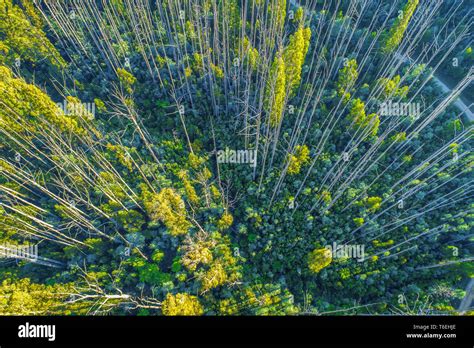 Beautiful eucalyptus forest near Marysville, Australia Stock Photo - Alamy