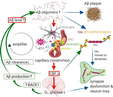 Nils Korte: Cerebral blood flow decrease as an early pathological mechanism in Alzheimer's ...