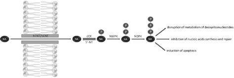 Metabolism and mechanisms of action of nucleoside analogues. NA:... | Download Scientific Diagram