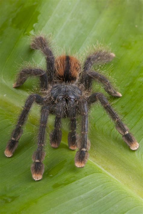 Pink Toe Tarantula Care Sheet Species Guide More Reptiles, 40% OFF