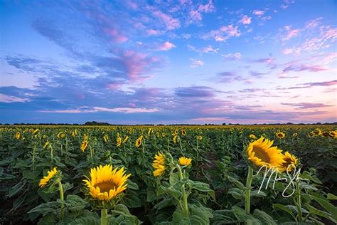 The Best Kansas Sunflower Fields – Mickey Shannon Photography