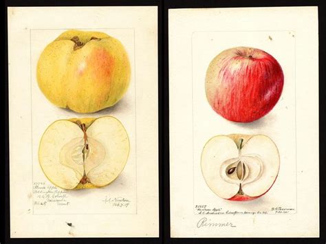 Rediscovered: 10 Rare Apple Varieties in the Pacific Northwest