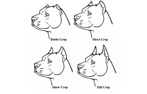 Doberman Ear Cropping Styles & Aftercare Tips - Petaddon