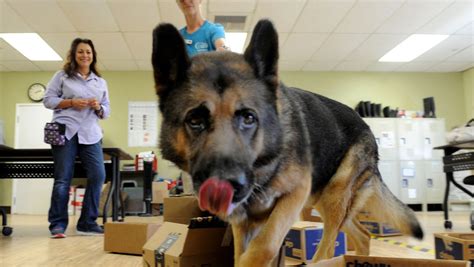 Camarillo shelter dogs sniff away boredom, fear with 'nose work'