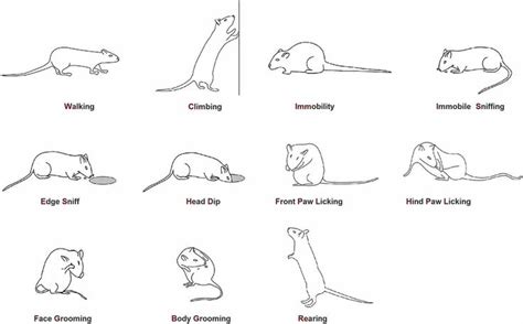 Figure 2: Ethogram of rat behavior in the hole-board apparatus. Walking (Wa)… | Rats, Pet rats ...