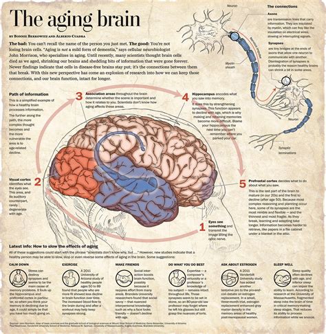 The aging brain | Information graphic describing the effects… | Flickr