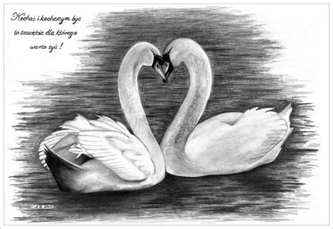 Swan Heart Drawing at PaintingValley.com | Explore collection of Swan ...