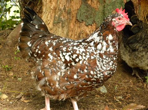 15 Most Famous Heritage Breeds of Chickens | The Poultry Guide