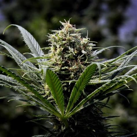 Rainbow Sherbet Strain | Rainbow Sherbet Seeds From