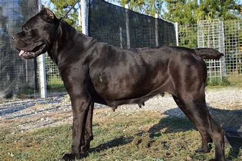 Razze di cani da guardia: le 20 migliori