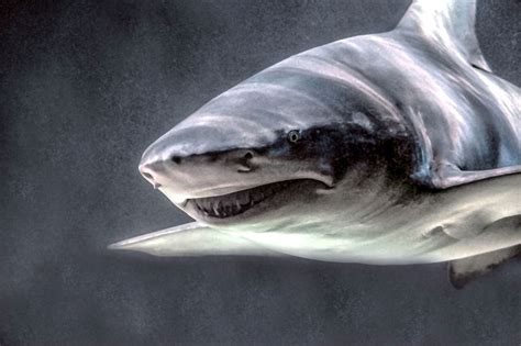 Definitive Ranking of Deadliest Sharks - STEM Jobs