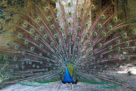 Peacocks of the LA Arboretum Stock Photo - Image of arboretum, angeles ...