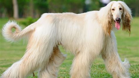 10 Elegant Facts About the Afghan Hound | Mental Floss