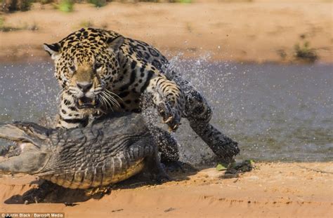 Jaguar hunts caiman (10 pics) | Amazing Creatures